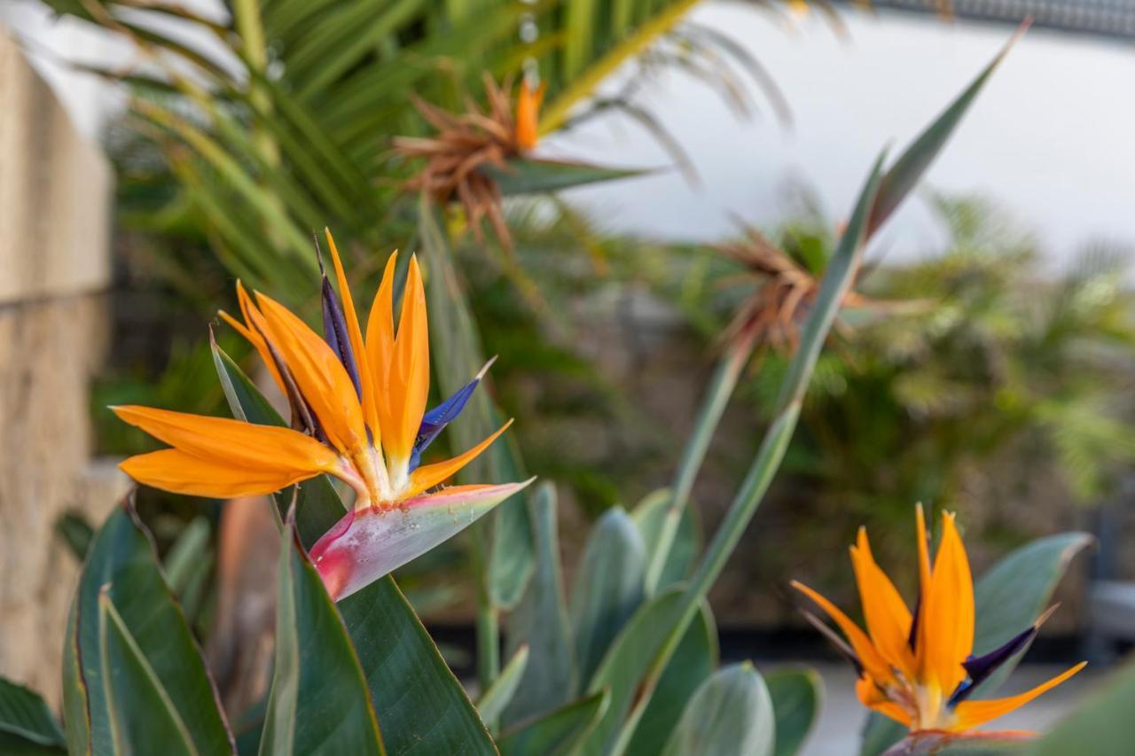 Medano4You The Strelitzia Holiday Home 厄尔梅达诺 外观 照片
